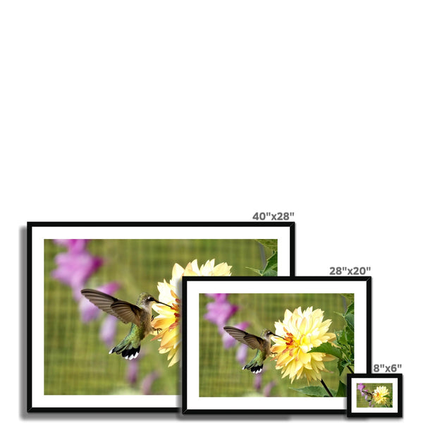 Flower Flame Hummingbird Framed & Mounted Print