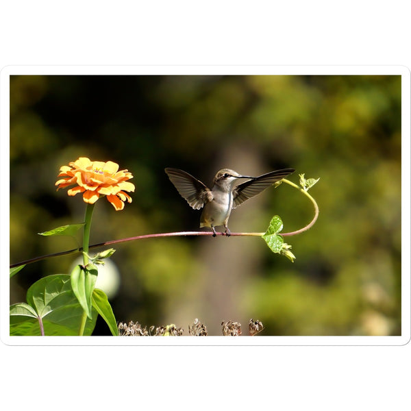 Hummingbird Stretch Sticker