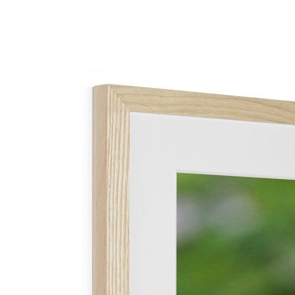 Hummingbird Buds Framed & Mounted Print