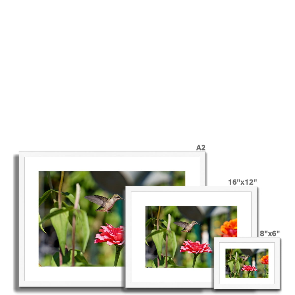 Hummingbird Hop Framed & Mounted Print