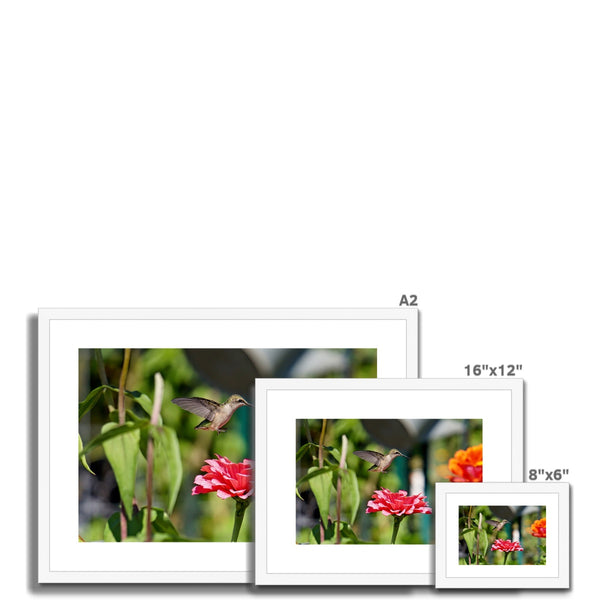 Hummingbird Hop Framed & Mounted Print