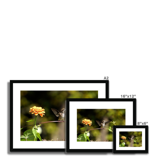 Hummingbird Stretch Framed & Mounted Print