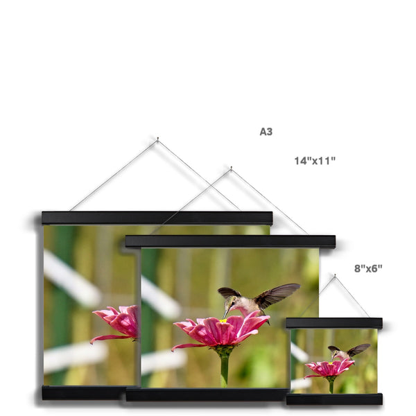 Hummingbird Hug Fine Art Print with Hanger