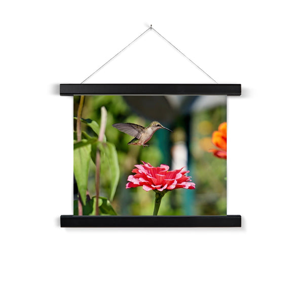 Hummingbird Hop Fine Art Print with Hanger