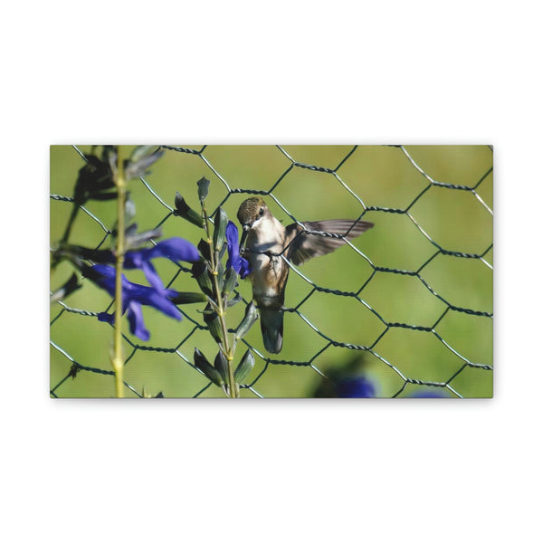 Fence Feeder Hummingbird Canvas Stretched, 0.75"