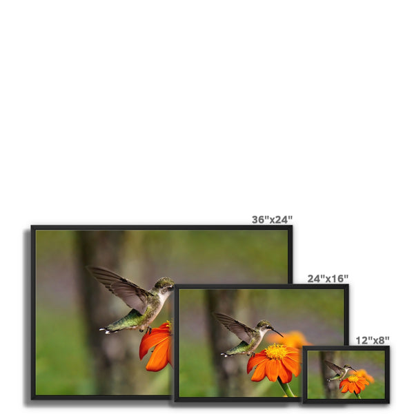 Hummingbird Orange Flower Framed Canvas