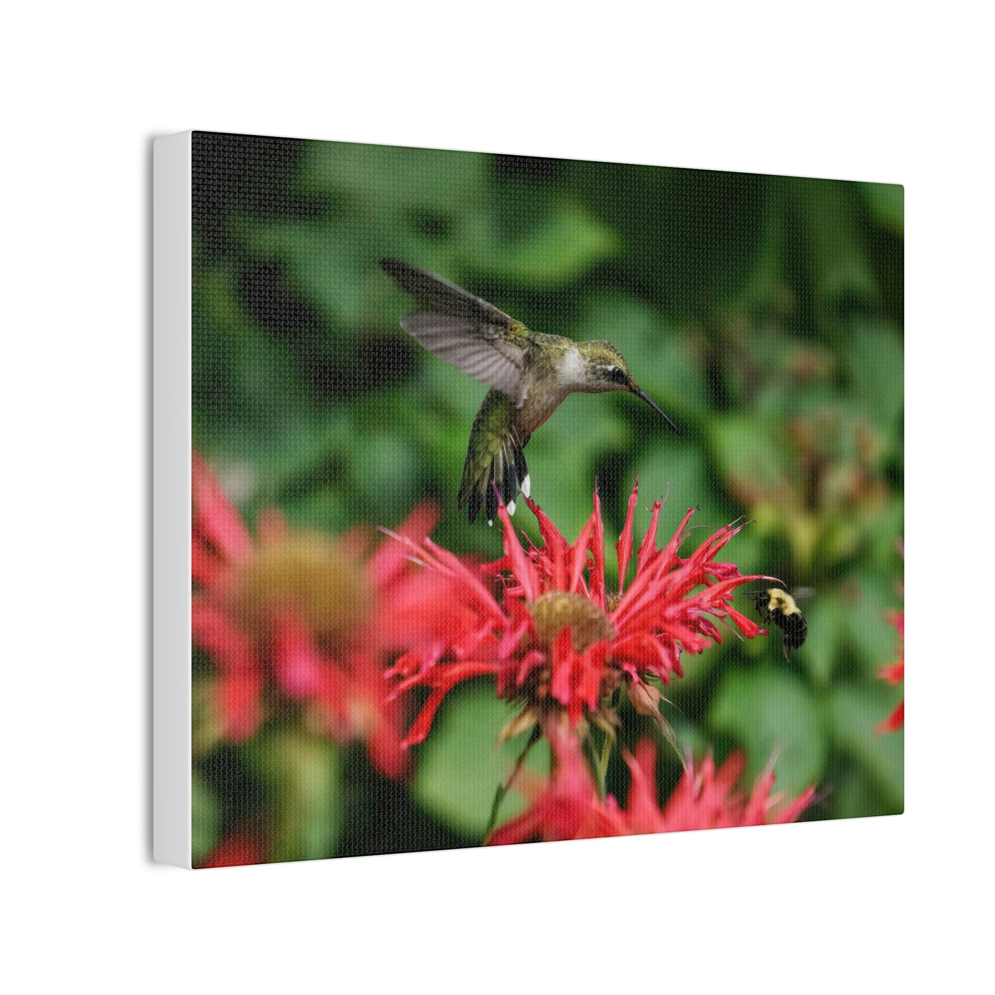 Hummingbird Stare Canvas Stretched, 0.75"