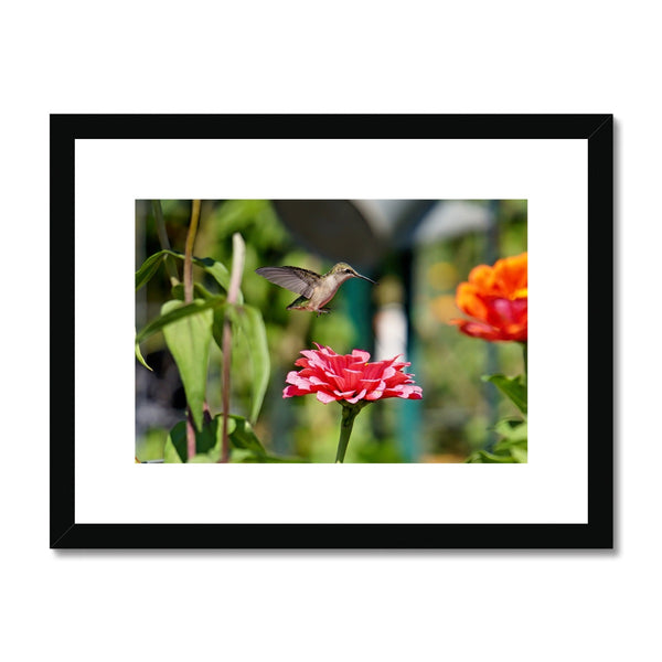 Hummingbird Hop Framed & Mounted Print