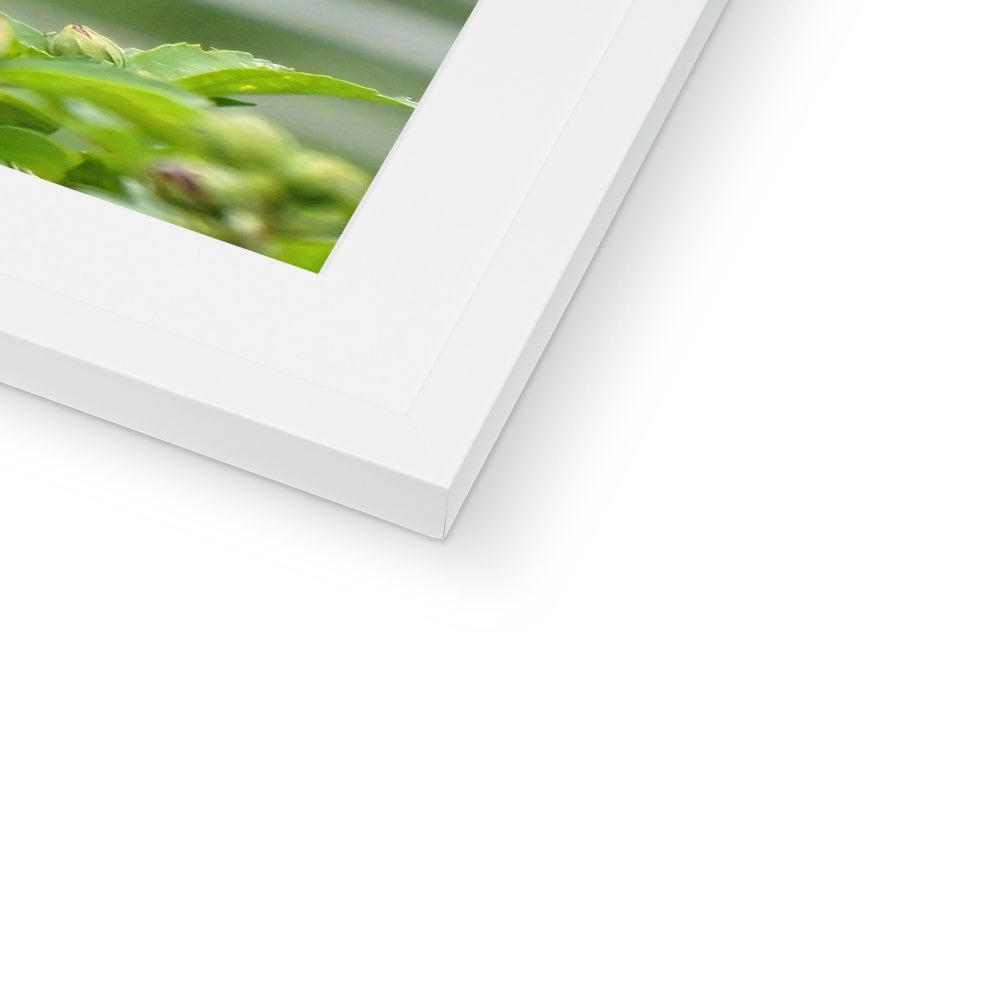 Hummingbird Buds Framed & Mounted Print