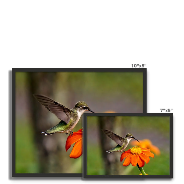 Hummingbird Orange Flower Framed Photo Tile
