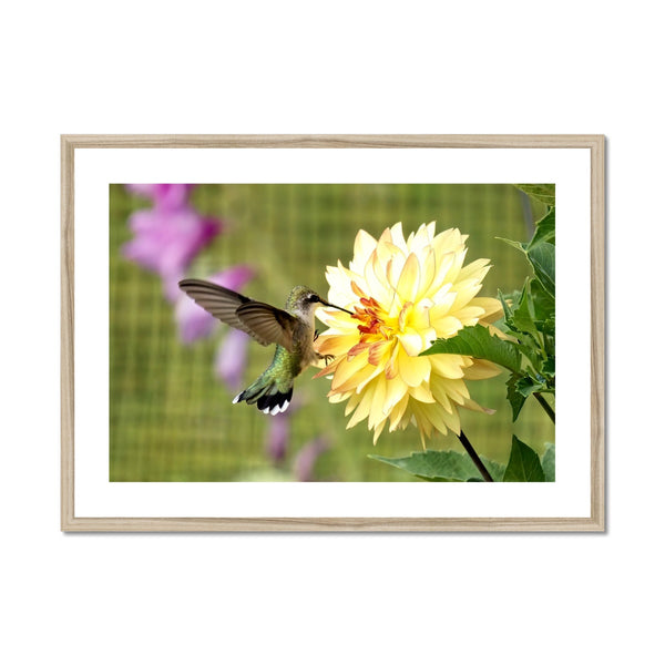 Flower Flame Hummingbird Framed & Mounted Print
