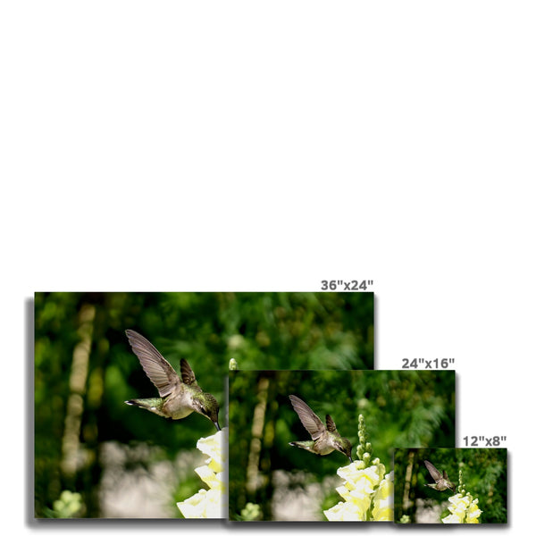 Snappy Light Hummingbirds Canvas