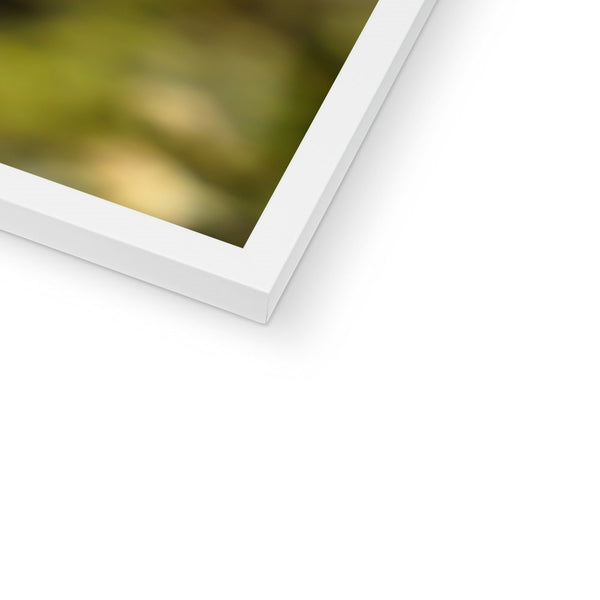 Hummingbird Stretch Framed Print