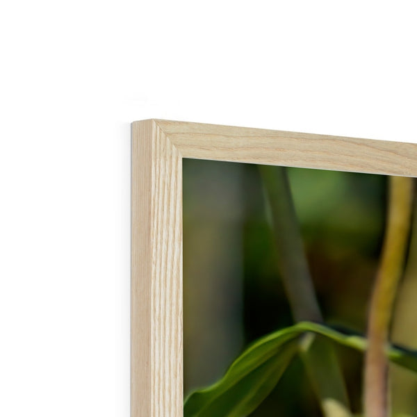 Hummingbird Hop Framed Print