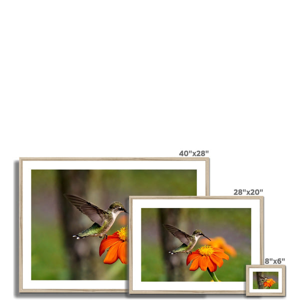 Hummingbird Orange Flower Framed & Mounted Print