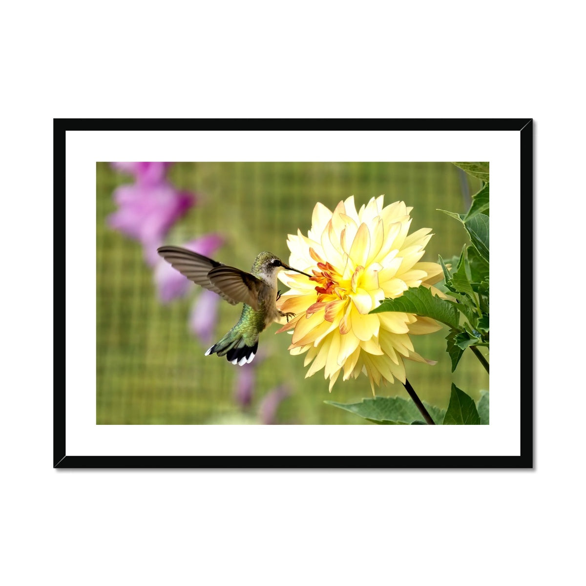 Flower Flame Hummingbird Framed & Mounted Print