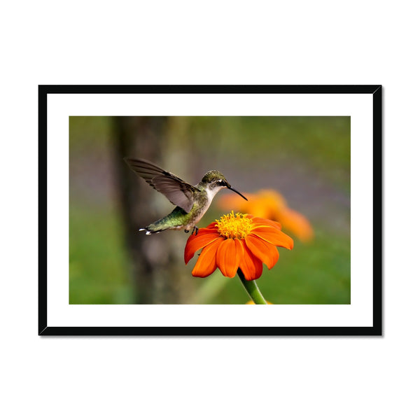 Hummingbird Orange Flower Framed & Mounted Print