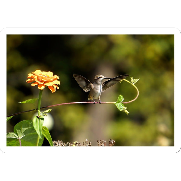 Hummingbird Stretch Sticker