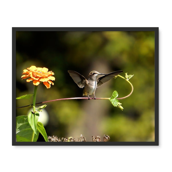 Hummingbird Stretch Framed Photo Tile