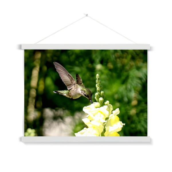 Snappy Light Hummingbirds Fine Art Print with Hanger