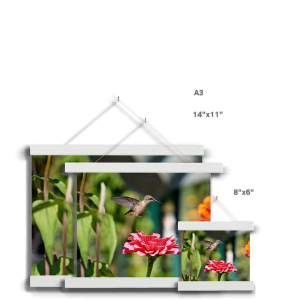 Hummingbird Hop Fine Art Print with Hanger