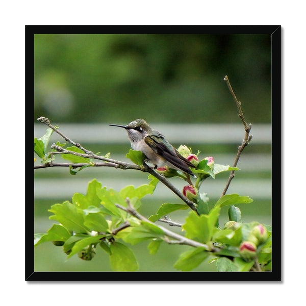 Hummingbird Buds Framed Print
