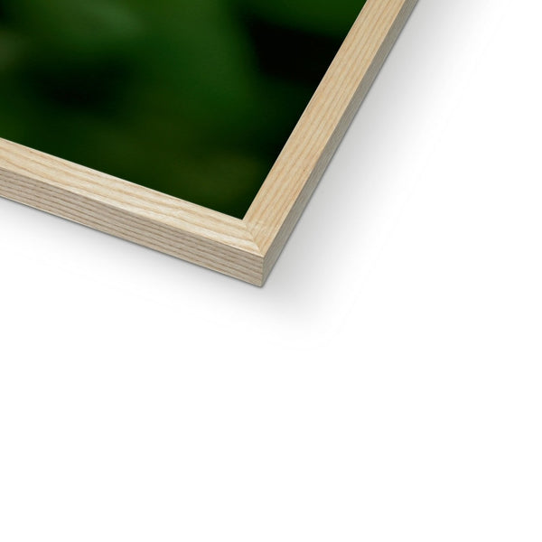 Snappy Light Hummingbirds Framed Print