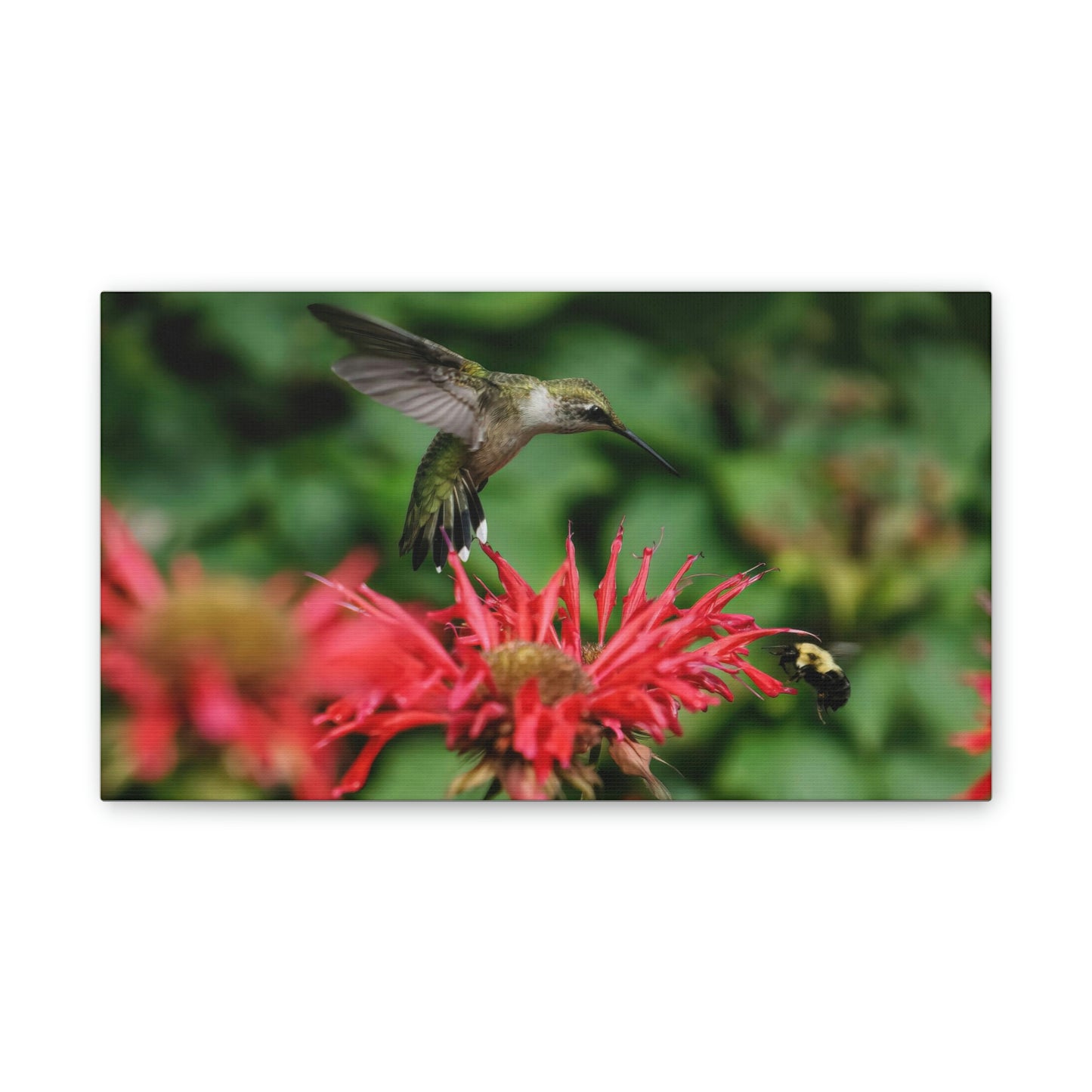 Hummingbird Stare Canvas Stretched, 0.75"