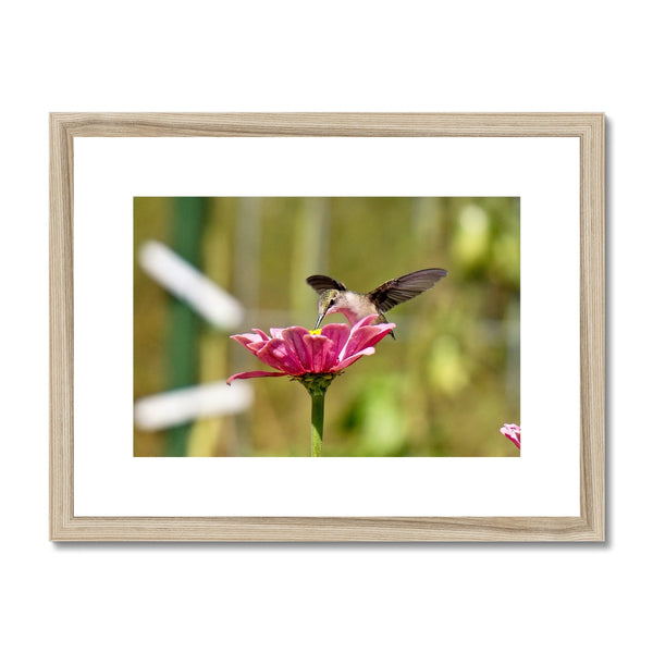 Hummingbird Hug Framed & Mounted Print