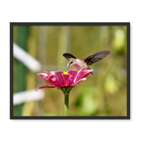Hummingbird Hug Framed Photo Tile