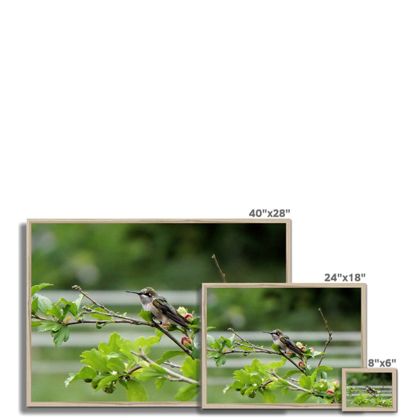 Hummingbird Buds Framed Print