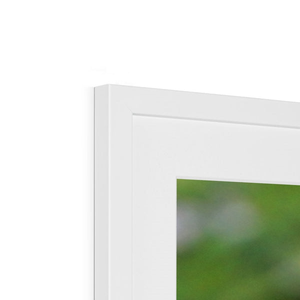 Hummingbird Buds Framed & Mounted Print