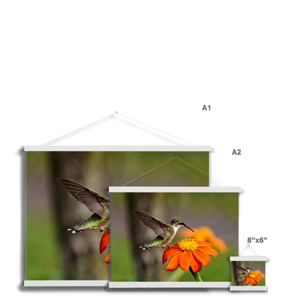 Hummingbird Orange Flower Fine Art Print with Hanger