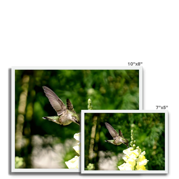 Snappy Light Hummingbirds Framed Photo Tile