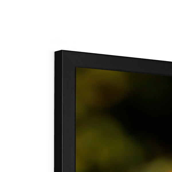 Hummingbird Stretch Framed Print