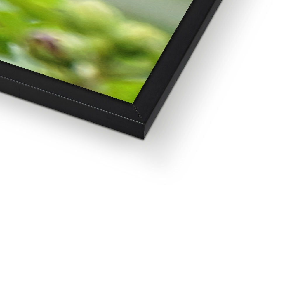 Hummingbird Buds Framed Print