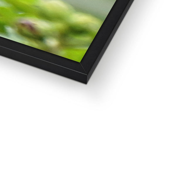 Hummingbird Buds Framed Print