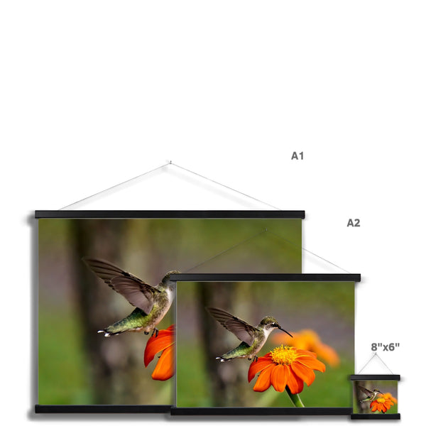 Hummingbird Orange Flower Fine Art Print with Hanger