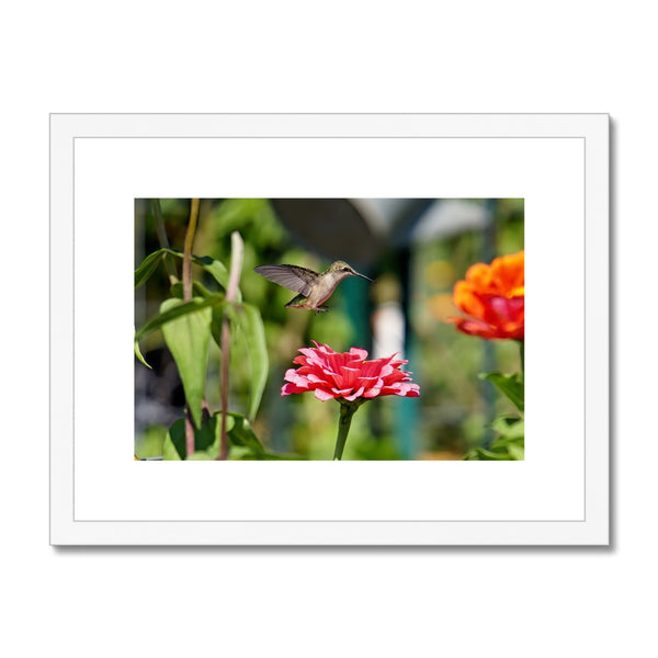Hummingbird Hop Framed & Mounted Print