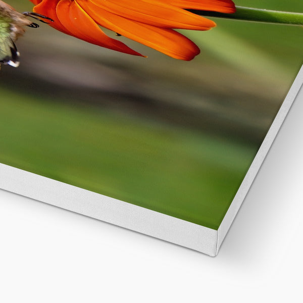 Hummingbird Orange Flower Canvas