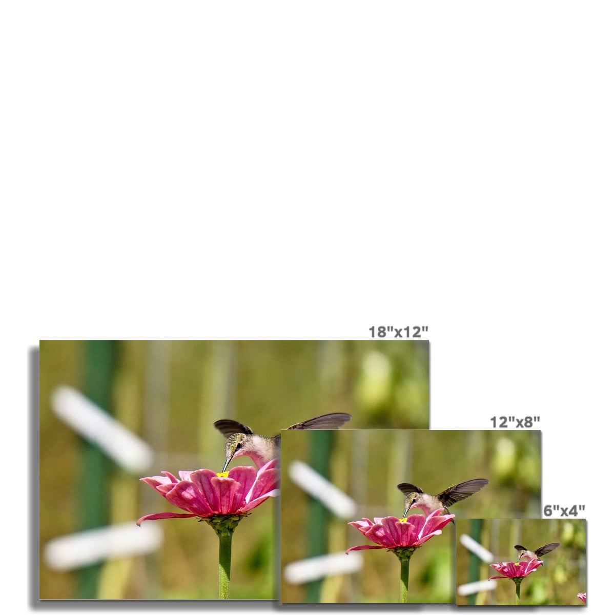 Hummingbird Hug Hahnemühle Photo Rag Print