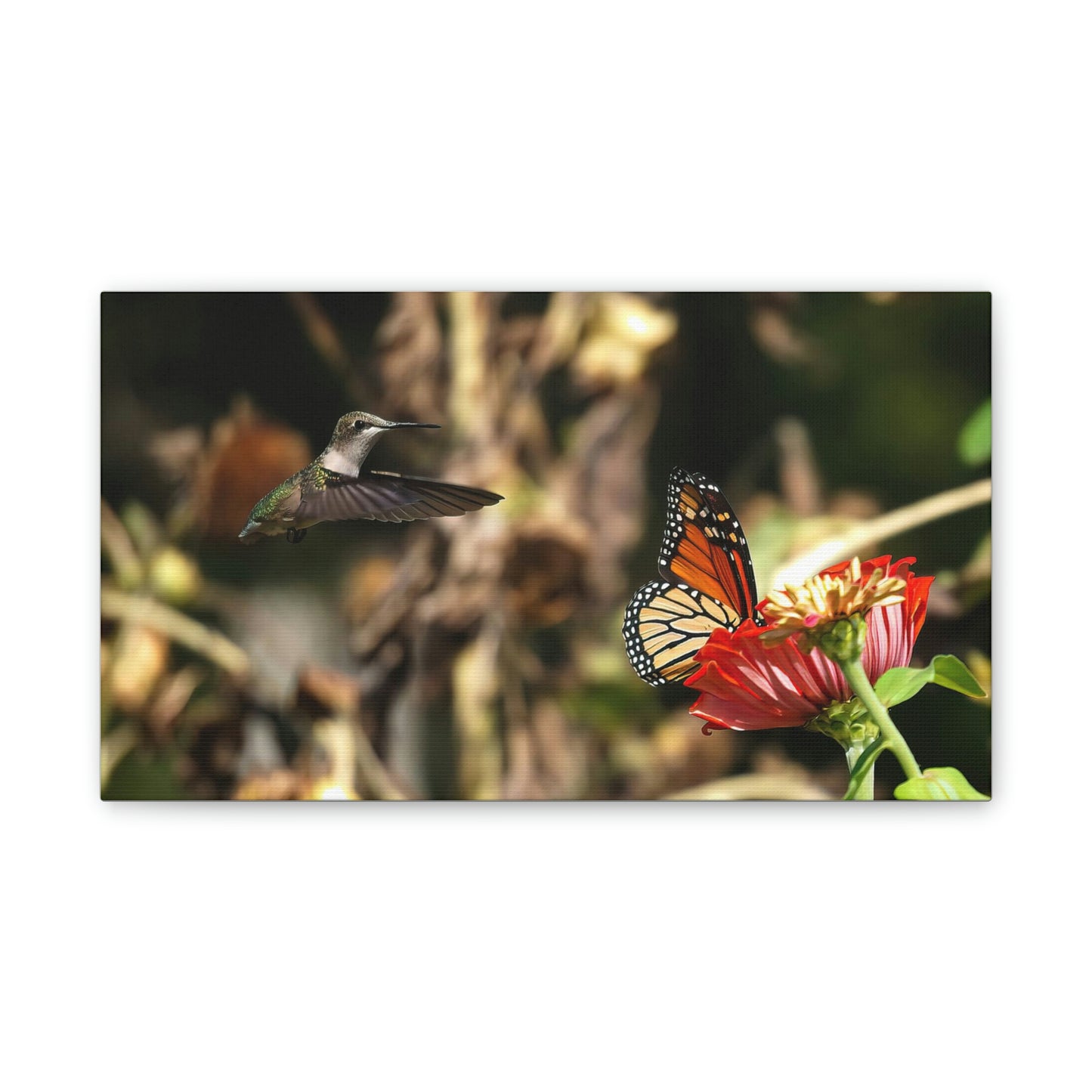 Hummingbird Monarch Canvas Stretched, 0.75"