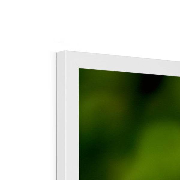 Snappy Light Hummingbirds Framed Print