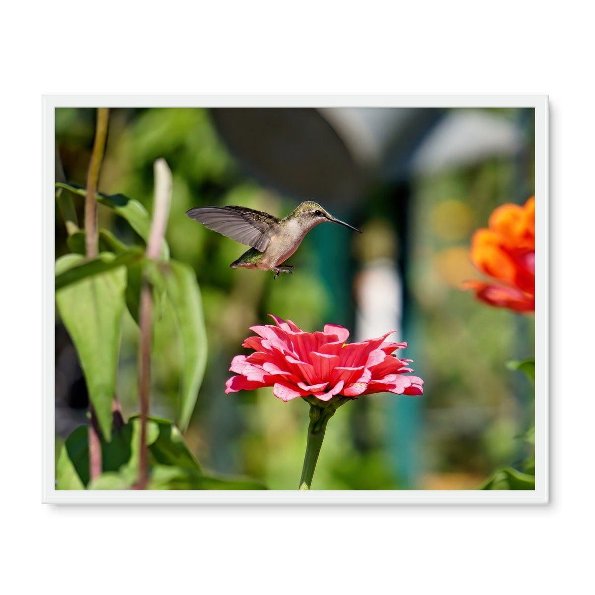 Hummingbird Hop Framed Photo Tile