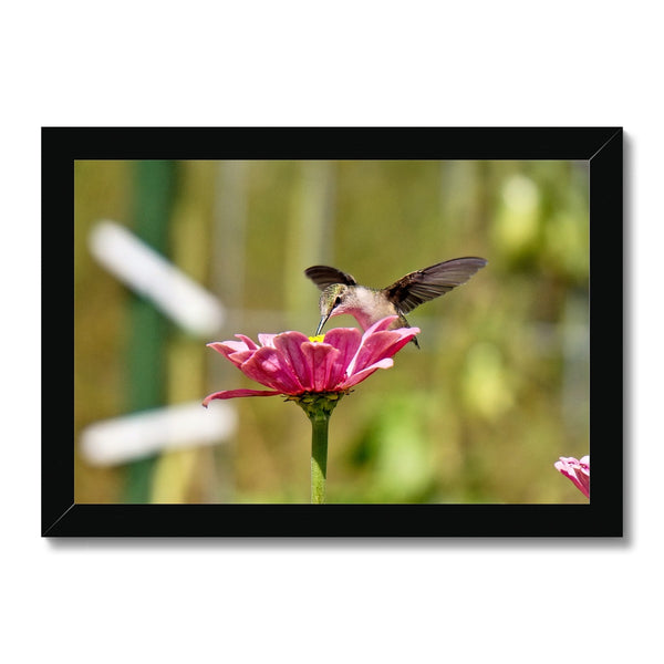 Hummingbird Hug Framed Print