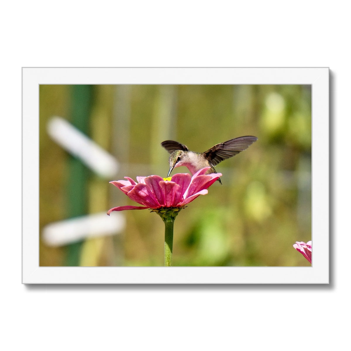 Hummingbird Hug Framed Print