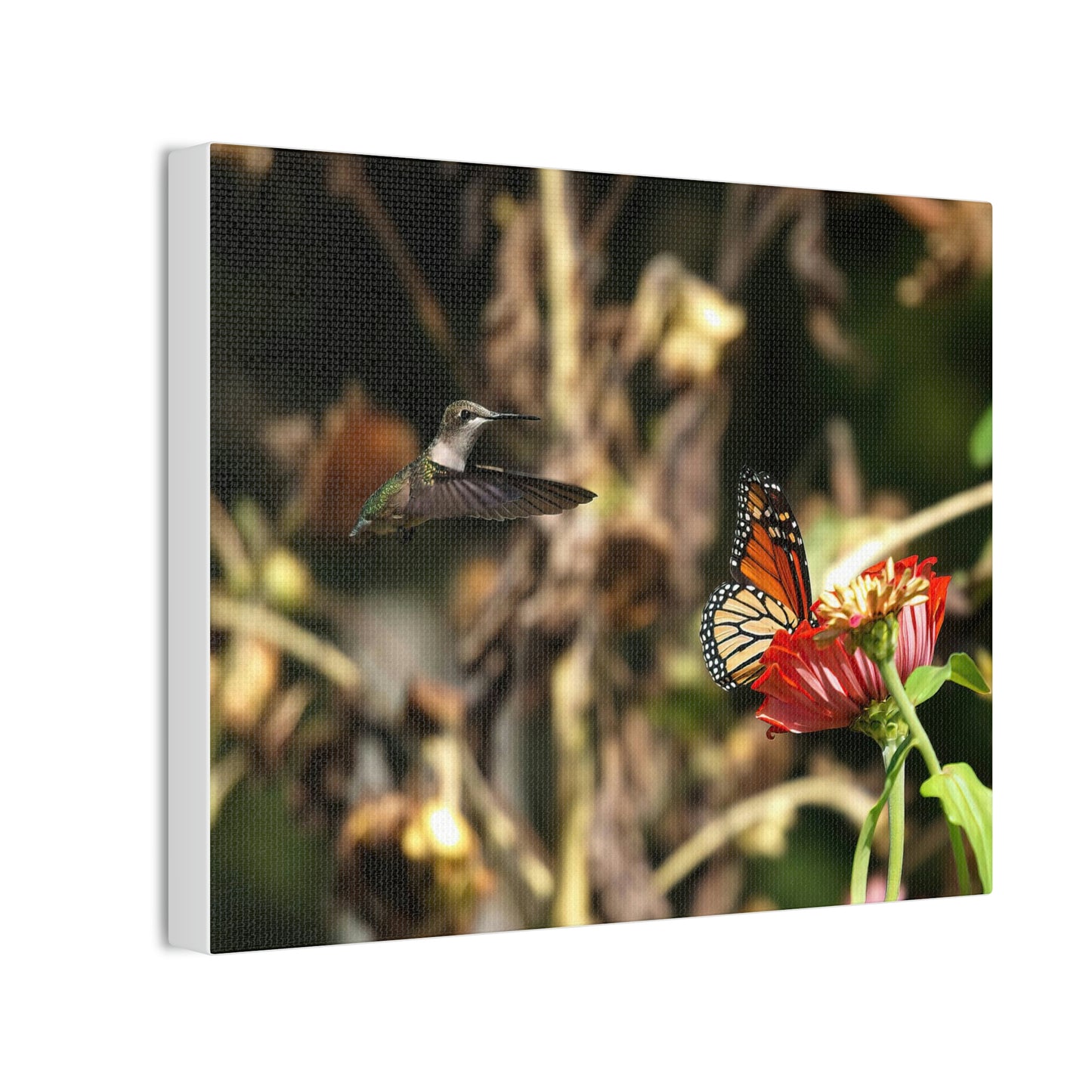 Hummingbird Monarch Canvas Stretched, 0.75"