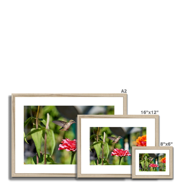 Hummingbird Hop Framed & Mounted Print