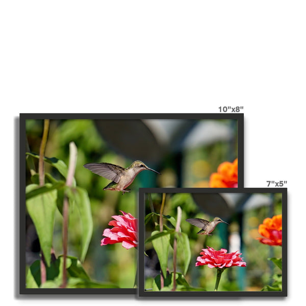 Hummingbird Hop Framed Photo Tile