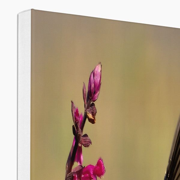 Hummingbird Dart Photography Eco Canvas